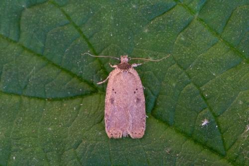 Réf. 229 273 : Agonopterix scopariella